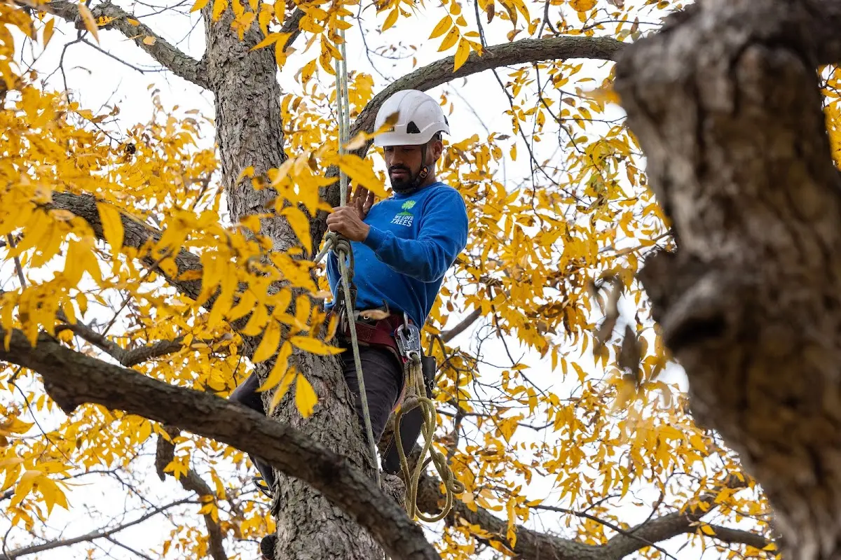Skilled Tree Pruning crew working in Hinsdale