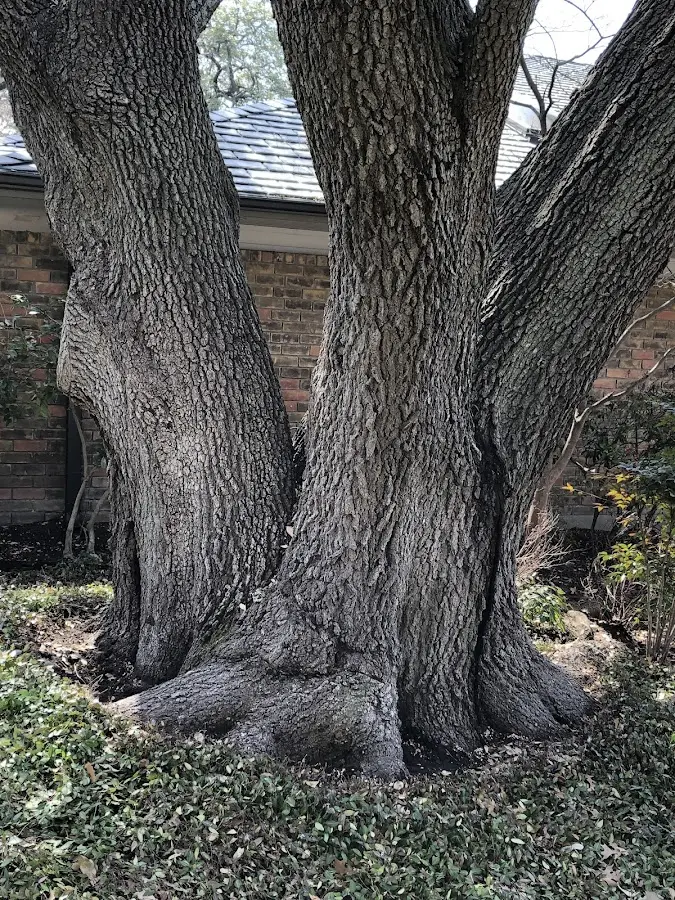 Mature heritage tree close to a Hinsdale property cared for by certified arborists